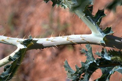 Closeup of the stems of the crested prickly poppy (a.k.a. scatter-spined prickly poppy) <em>Argemone polyanthemos</em>, showing the many spines.  Photographed at Aguirre Springs Campground, May 8, 2005.